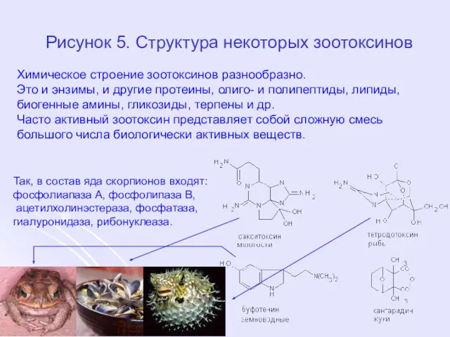 Рисунок 5. Структура некоторых зоотоксинов Химическое строение зоотоксинов разнообразно. Это