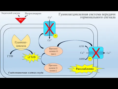 Гуанилатциклазная система передачи гормонального сигнала Гуанилат- циклаза Са2+ Са2+ АТФ
