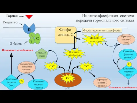 Инозитолфосфатная система передачи гормонального сигнала Гормон Фосфо-липаза С Изменение метаболизма Фосфатидилинозитолдифосфат ЭПР Кальмодулин- зависимая протеин-киназа Кальмо-дулин