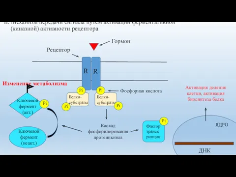 II. Механизм передачи сигнала путем активации ферментативной (киназной) активности рецептора