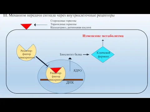 III. Механизм передачи сигнала через внутриклеточные рецепторы ДНК ЯДРО Стероидные гормоны Тиреоидные гормоны Кальцитриол, ретиноевая кислота