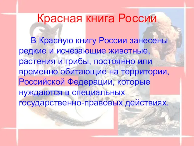 Красная книга России В Красную книгу России занесены редкие и