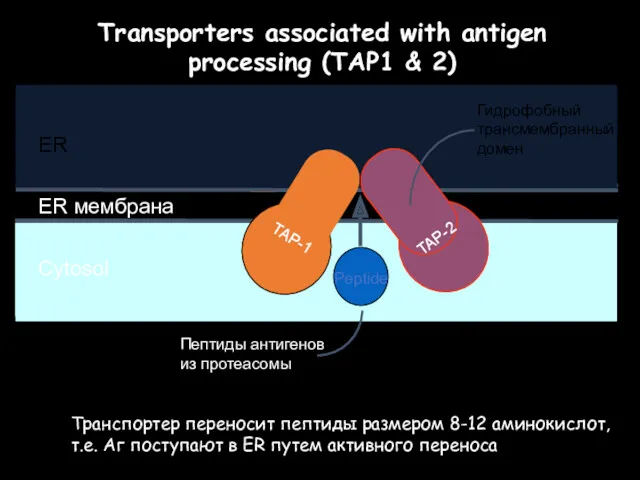 Transporters associated with antigen processing (TAP1 & 2) Транспортер переносит