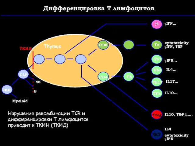 CD8 CD4 Thymus HSC CLP Myeloid Treg IL10, TGFβ,…. Дифференцировка