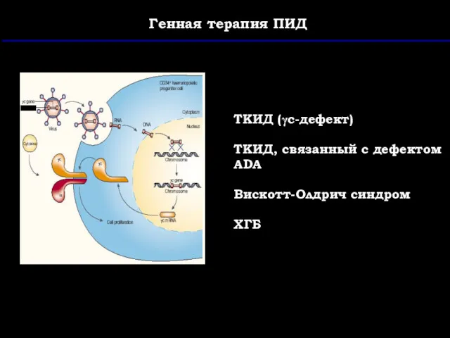 Генная терапия ПИД ТКИД (γc-дефект) ТКИД, связанный с дефектом ADA Вискотт-Олдрич синдром ХГБ