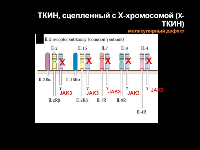 ТКИН, сцепленный с Х-хромосомой (X-ТКИН) молекулярный дефект Х Х Х