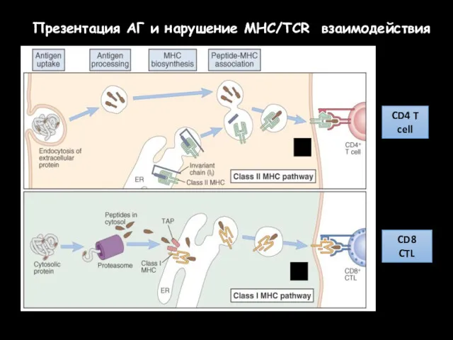 Презентация АГ и нарушение МНС/TCR взаимодействия CD4 T cell CD8 CTL