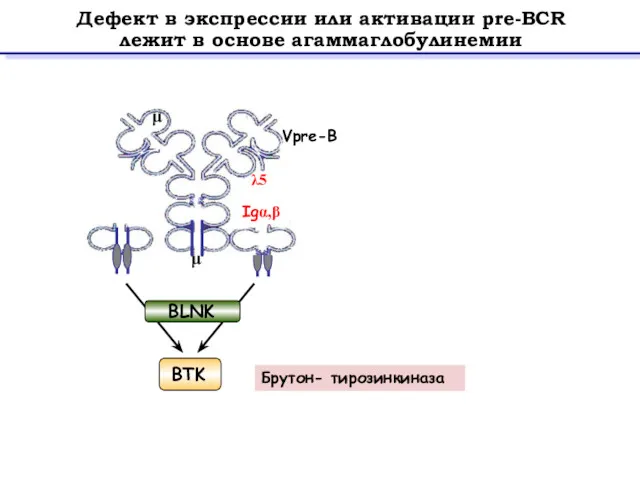 Дефект в экспрессии или активации pre-BCR лежит в основе агаммаглобулинемии