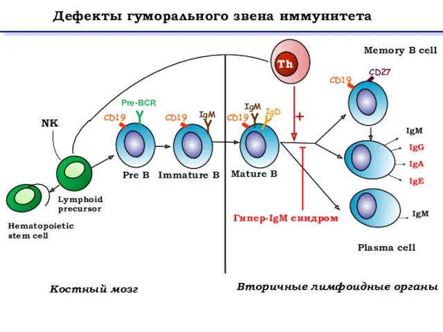 IgM IgG IgA IgE IgM Memory B cell Plasma cell