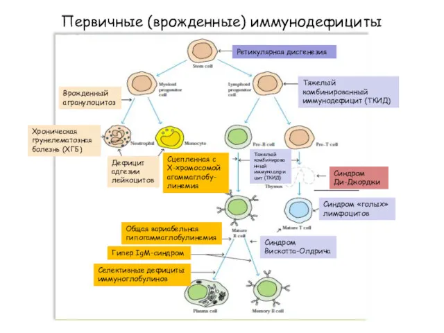 Первичные (врожденные) иммунодефициты Ретикулярная дисгенезия Тяжелый комбинированный иммунодефицит (ТКИД) Тяжелый