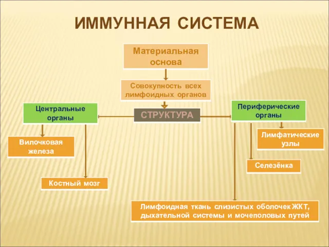 ИММУННАЯ СИСТЕМА