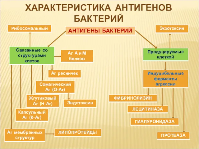 ХАРАКТЕРИСТИКА АНТИГЕНОВ БАКТЕРИЙ