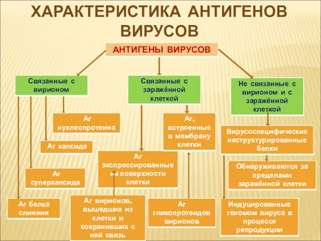 ХАРАКТЕРИСТИКА АНТИГЕНОВ ВИРУСОВ