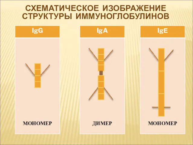 СХЕМАТИЧЕСКОЕ ИЗОБРАЖЕНИЕ СТРУКТУРЫ ИММУНОГЛОБУЛИНОВ