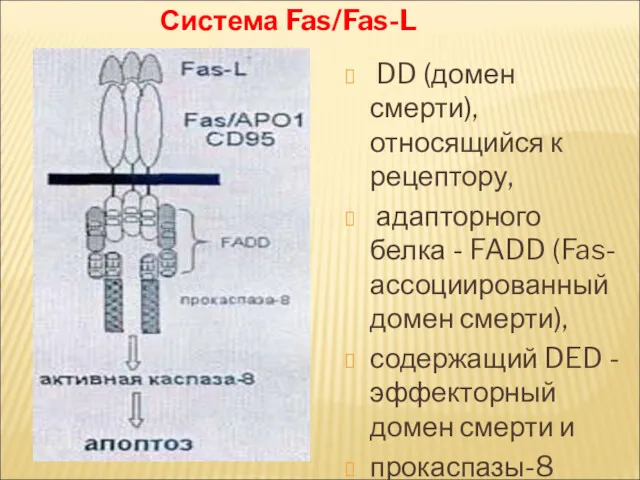 Система Fas/Fas-L DD (домен смерти), относящийся к рецептору, адапторного белка