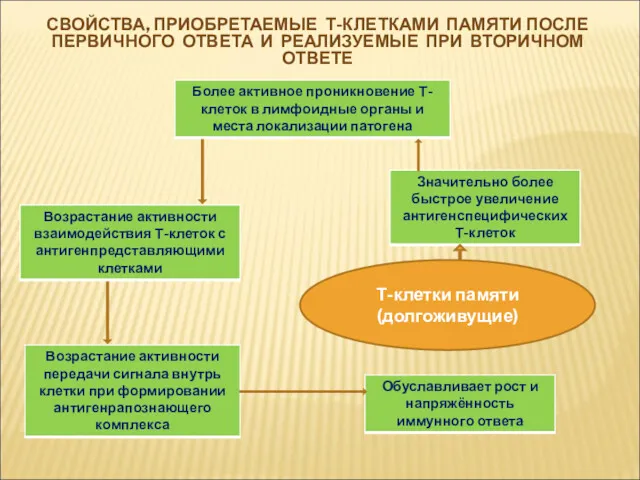 СВОЙСТВА, ПРИОБРЕТАЕМЫЕ Т-КЛЕТКАМИ ПАМЯТИ ПОСЛЕ ПЕРВИЧНОГО ОТВЕТА И РЕАЛИЗУЕМЫЕ ПРИ ВТОРИЧНОМ ОТВЕТЕ Т-клетки памяти (долгоживущие)