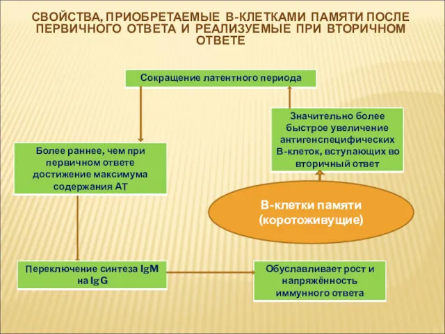 СВОЙСТВА, ПРИОБРЕТАЕМЫЕ В-КЛЕТКАМИ ПАМЯТИ ПОСЛЕ ПЕРВИЧНОГО ОТВЕТА И РЕАЛИЗУЕМЫЕ ПРИ ВТОРИЧНОМ ОТВЕТЕ В-клетки памяти (коротоживущие)