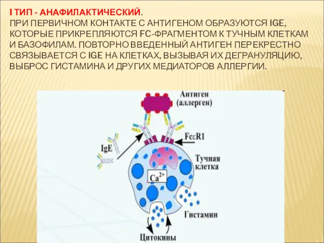 I ТИП - АНАФИЛАКТИЧЕСКИЙ. ПРИ ПЕРВИЧНОМ КОНТАКТЕ С АНТИГЕНОМ ОБРАЗУЮТСЯ