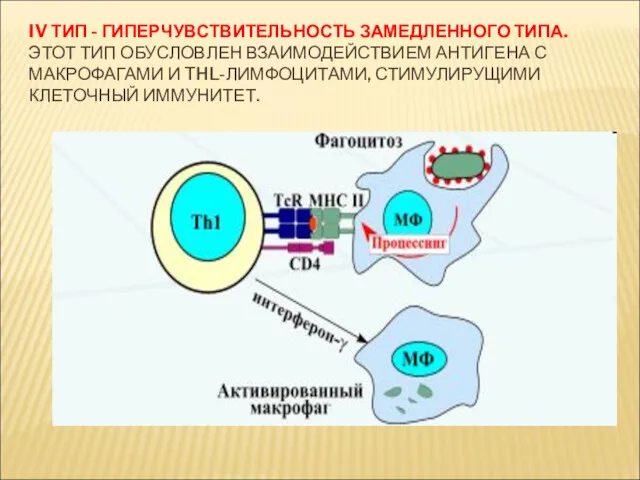 IV ТИП - ГИПЕРЧУВСТВИТЕЛЬНОСТЬ ЗАМЕДЛЕННОГО ТИПА. ЭТОТ ТИП ОБУСЛОВЛЕН ВЗАИМОДЕЙСТВИЕМ