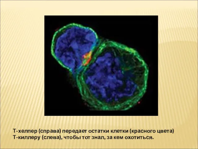 Т-хелпер (справа) передает остатки клетки (красного цвета) Т-киллеру (слева), чтобы тот знал, за кем охотиться.