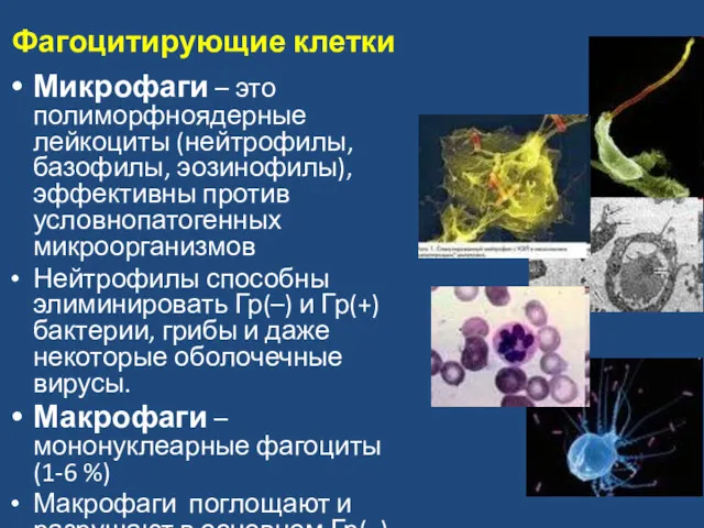 Фагоцитирующие клетки Микрофаги – это полиморфноядерные лейкоциты (нейтрофилы, базофилы, эозинофилы),