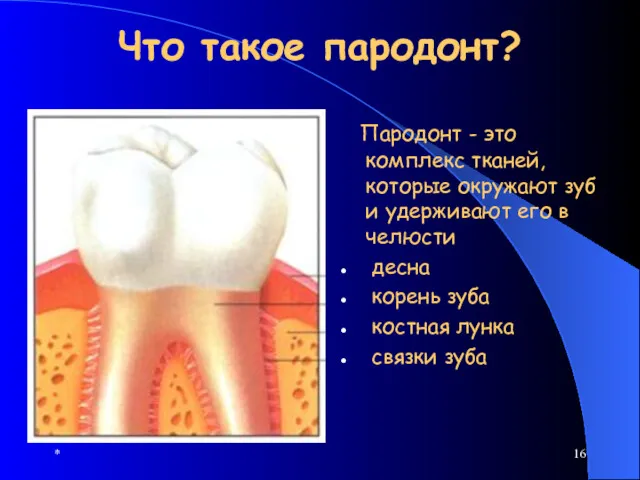 * Что такое пародонт? Пародонт - это комплекс тканей, которые