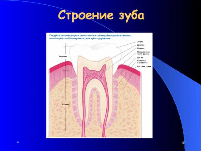 * Строение зуба