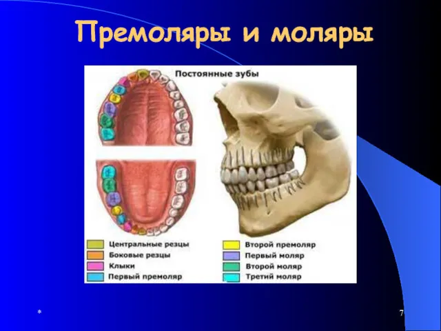 * Премоляры и моляры