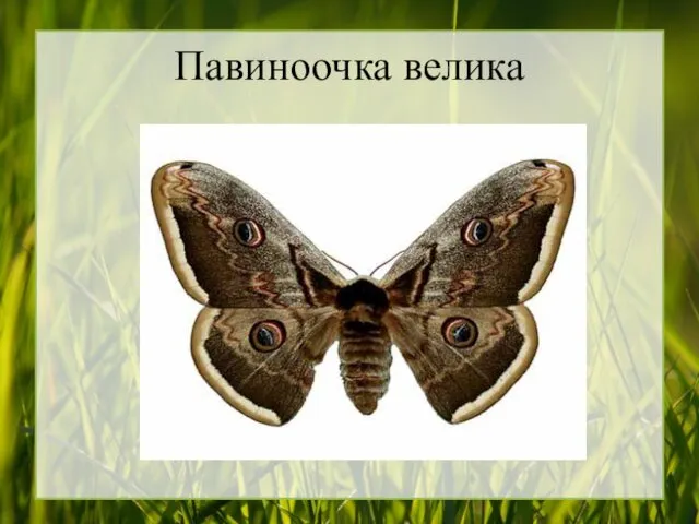 Павиноочка велика