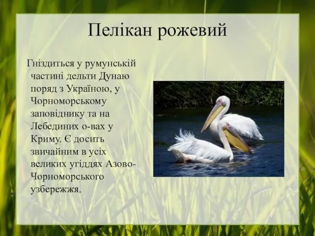 Пелікан рожевий Гніздиться у румунській частині дельти Дунаю поряд з Україною, у Чорноморському