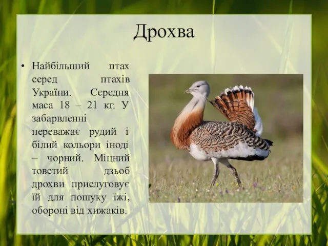 Дрохва Найбільший птах серед птахів України. Середня маса 18 – 21 кг. У
