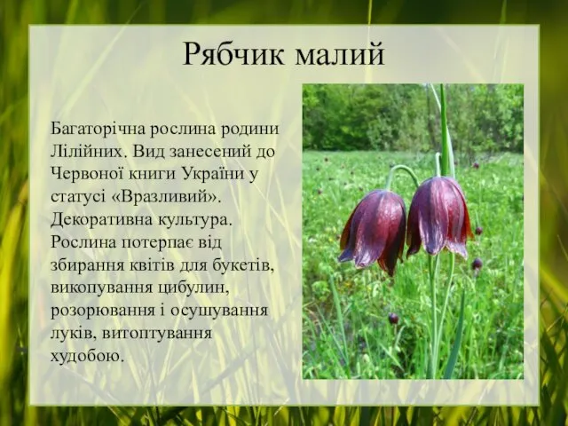 Рябчик малий Багаторічна рослина родини Лілійних. Вид занесений до Червоної