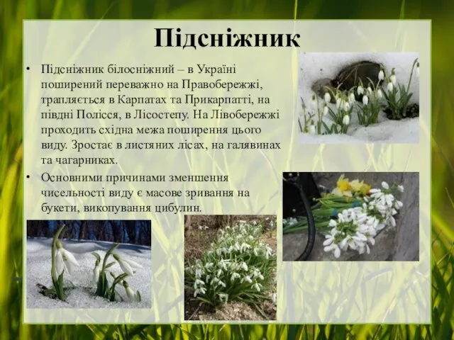 Підсніжник Підсніжник білосніжний – в Україні поширений переважно на Правобережжі, трапляється в Карпатах
