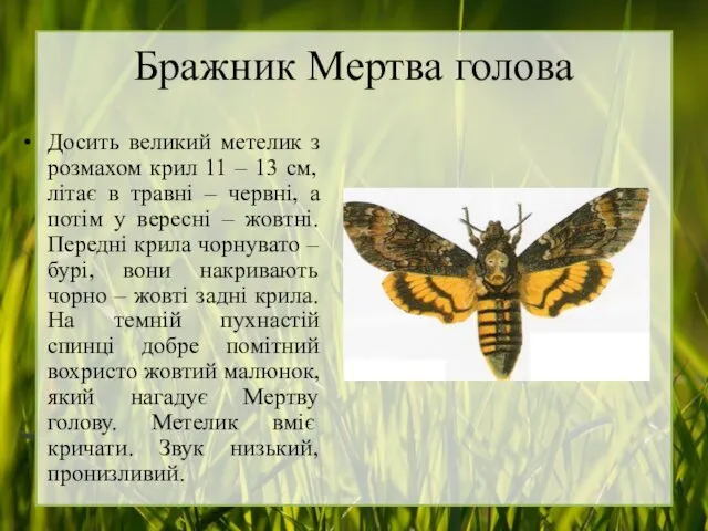 Бражник Мертва голова Досить великий метелик з розмахом крил 11 – 13 см,