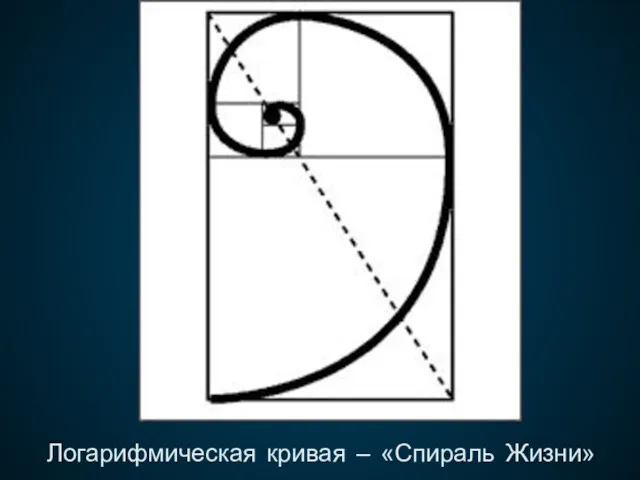 Логарифмическая кривая – «Спираль Жизни»