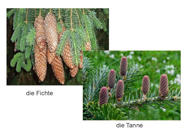 die Fichte die Tanne