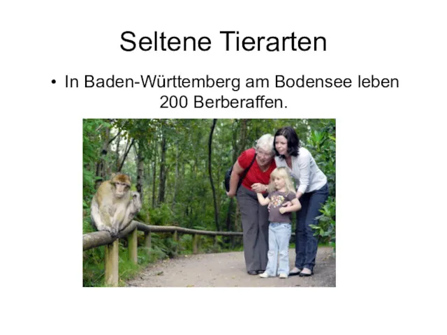 In Baden-Württemberg am Bodensee leben 200 Berberaffen. Seltene Tierarten