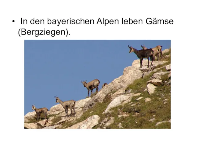 In den bayerischen Alpen leben Gämse (Bergziegen).