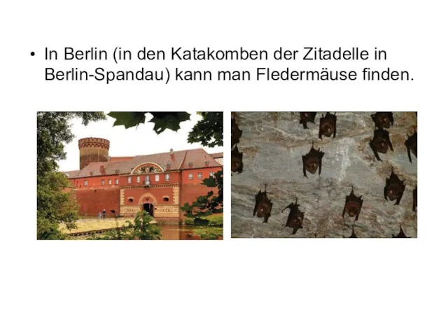 In Berlin (in den Katakomben der Zitadelle in Berlin-Spandau) kann man Fledermäuse finden.