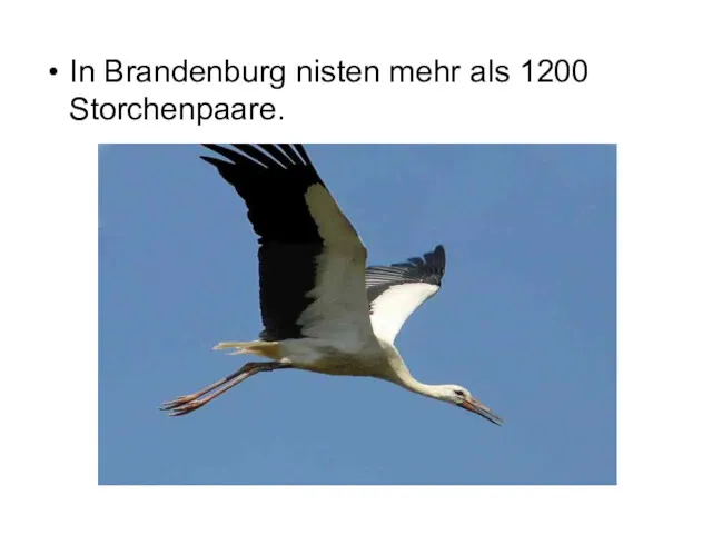 In Brandenburg nisten mehr als 1200 Storchenpaare.