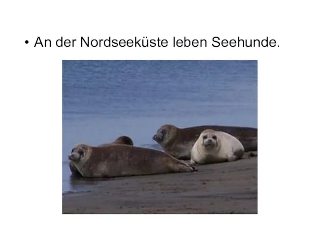 An der Nordseeküste leben Seehunde.