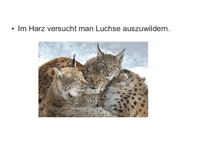 Im Harz versucht man Luchse auszuwildern.