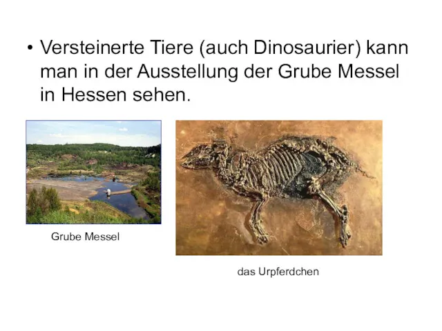 Versteinerte Tiere (auch Dinosaurier) kann man in der Ausstellung der