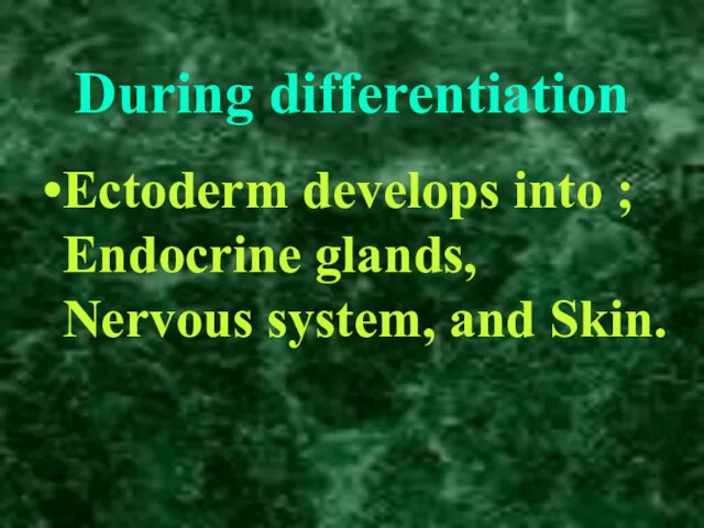 During differentiation Ectoderm develops into ; Endocrine glands, Nervous system, and Skin.