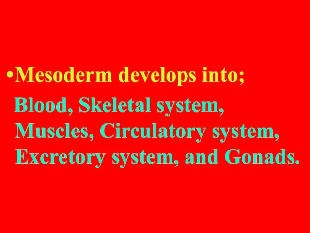 Mesoderm develops into; Blood, Skeletal system, Muscles, Circulatory system, Excretory system, and Gonads.