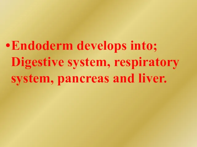 Endoderm develops into; Digestive system, respiratory system, pancreas and liver.