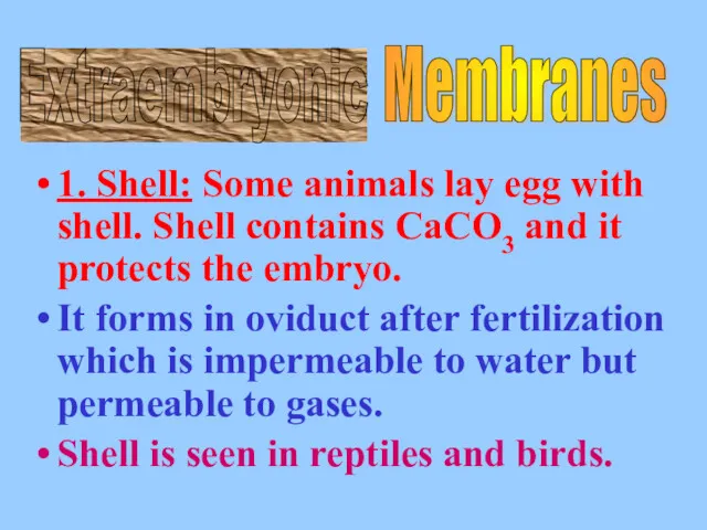 1. Shell: Some animals lay egg with shell. Shell contains CaCO3 and it