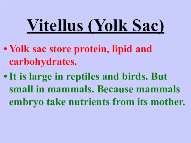Vitellus (Yolk Sac) Yolk sac store protein, lipid and carbohydrates. It is large