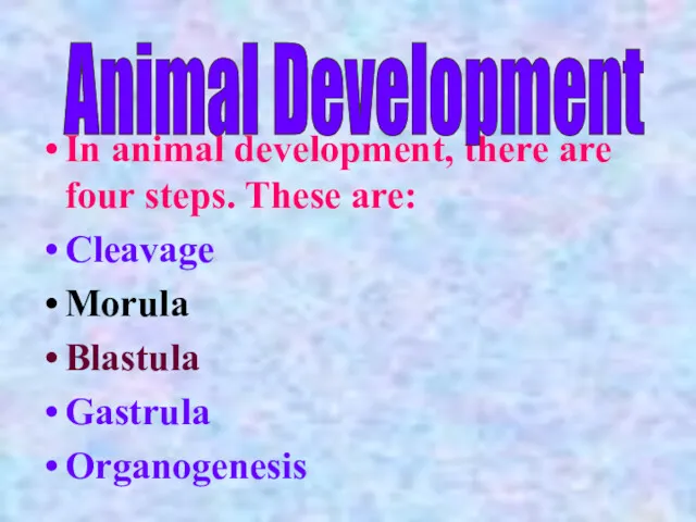 In animal development, there are four steps. These are: Cleavage Morula Blastula Gastrula Organogenesis Animal Development