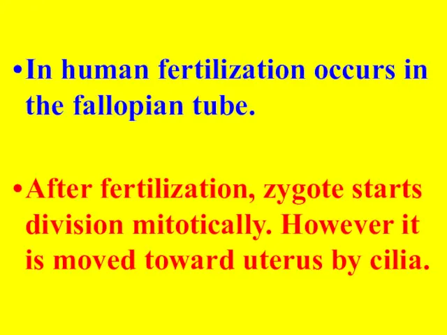 In human fertilization occurs in the fallopian tube. After fertilization, zygote starts division